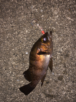 寒空の下メバリング