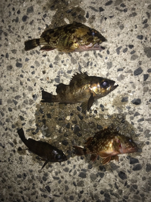 仲間とメバリング