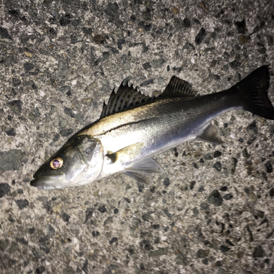 メバリング、ガシラ・セイゴも