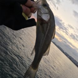 虫餌で五目釣り…ならず