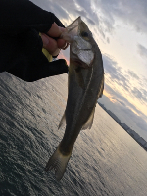 虫餌で五目釣り…ならず