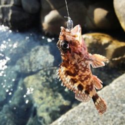 2019年2月17日釣行in福の浦漁港