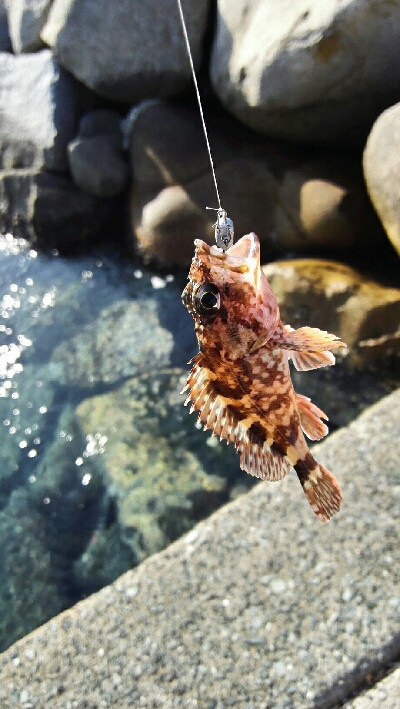 2019年2月17日釣行in福の浦漁港