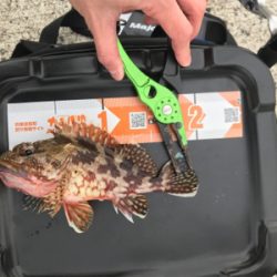 アジを求めて御所浦釣行①