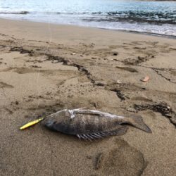 いい引きでした