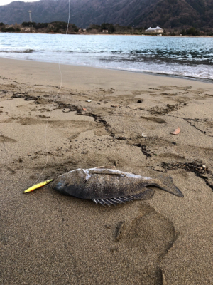 いい引きでした