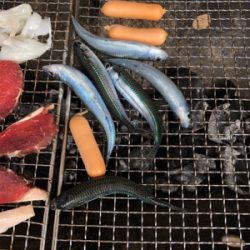 サビキでイワシ