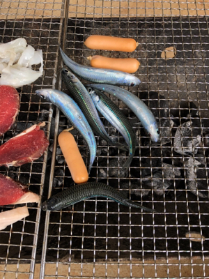 サビキでイワシ