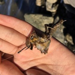 大和川河口でカニ餌でチヌを狙うも…