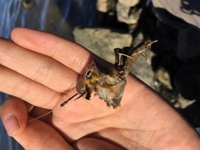 大和川河口でカニ餌でチヌを狙うも…