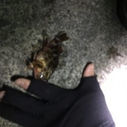 指をくわえてライトゲーム