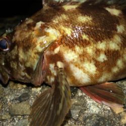 ガシラしかいない