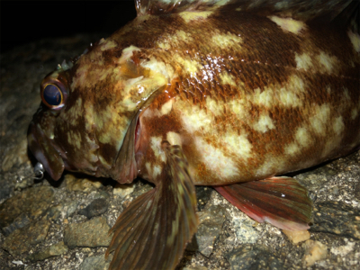 ガシラしかいない