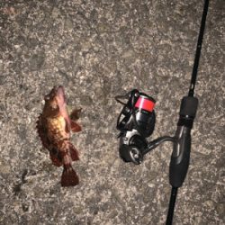 エステルライン