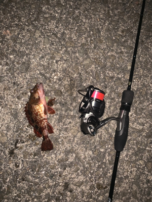 エステルライン