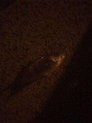 アジング求めて御所浦釣行