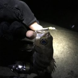 雨後の高活性！