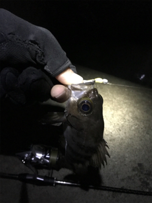 雨後の高活性！