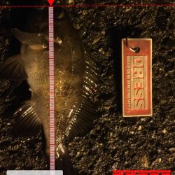 ライトゲーム修行