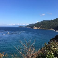 柏島のダイソージグ釣果