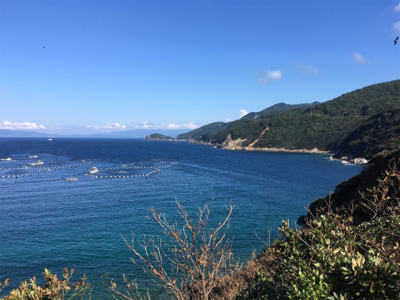 柏島のダイソージグ釣果