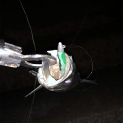 バチ抜け本格化？