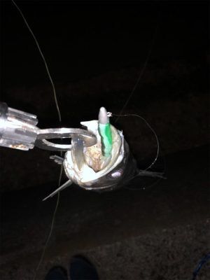 バチ抜け本格化？