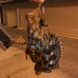 アジを求めて御所浦釣行④