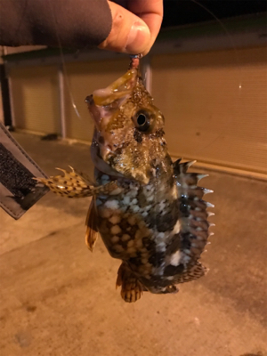 アジを求めて御所浦釣行④