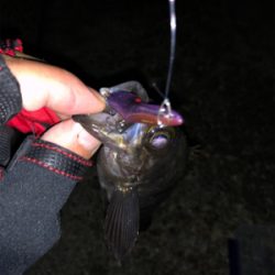 満月メバルプラッキング