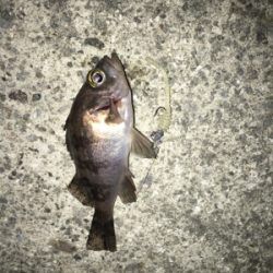 マイクロメバル