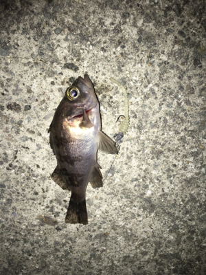 マイクロメバル