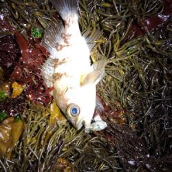 タフコンディション攻略するも?