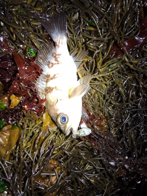 タフコンディション攻略するも?