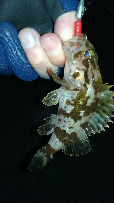 ナイトメバリング