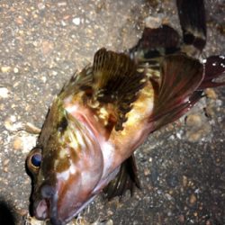 今夜はワームの日?