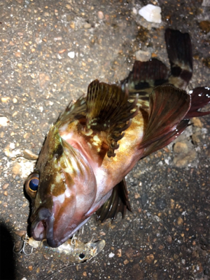 今夜はワームの日?