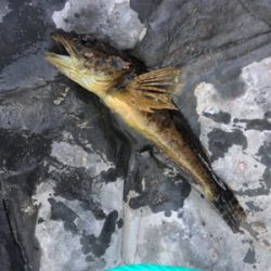 太地町でふかせ釣り