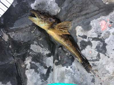 太地町でふかせ釣り