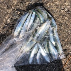 青物を求めてまたまた加太へ