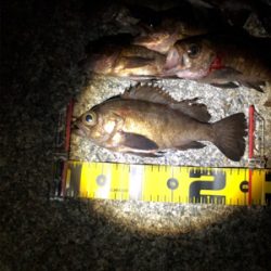 メバリング釣行