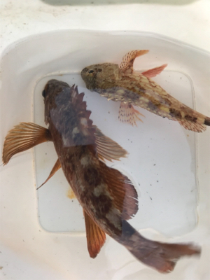 リベンジ淡路島