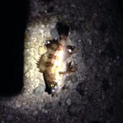 りんくうメバル