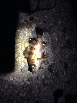 りんくうメバル