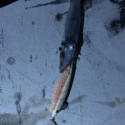 変わり種エサでヤリイカ釣り
