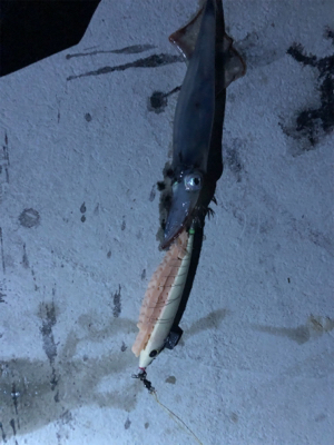 変わり種エサでヤリイカ釣り