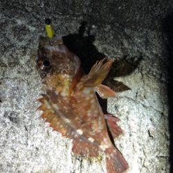 メバルを求めてランガン