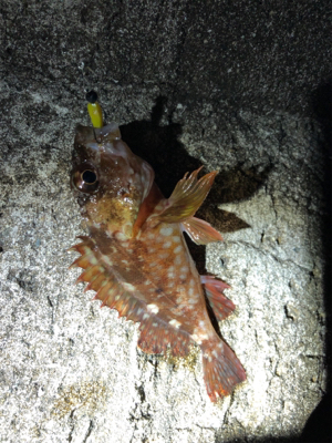 メバルを求めてランガン