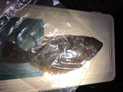 釣れたけどちっちゃ。。けど釣れたのだ!