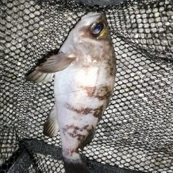 １人メバリング大会！？